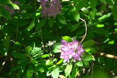 Rhododendron × hybridum