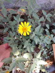 Verbesina encelioides