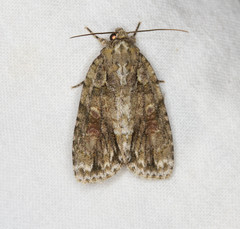 Acronicta ovata