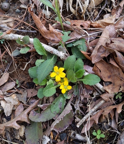 Chrysogonum virginianum