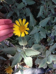 Verbesina encelioides