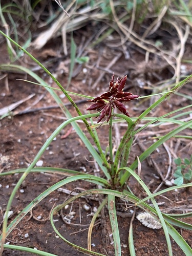 Indian Grass (Cyperus usitatus)