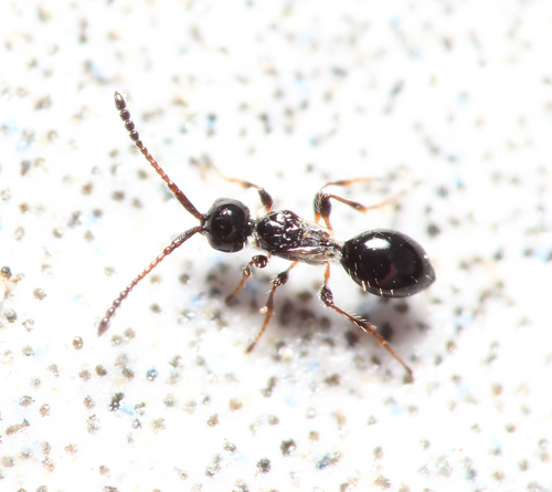 Aneuropria foersteri