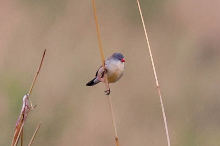 Fawn-breasted Waxbill (Estrilda paludicola), photo 6