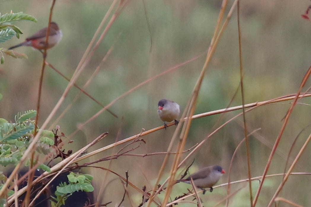 Fawn-breasted Waxbill (Estrilda paludicola), photo 7