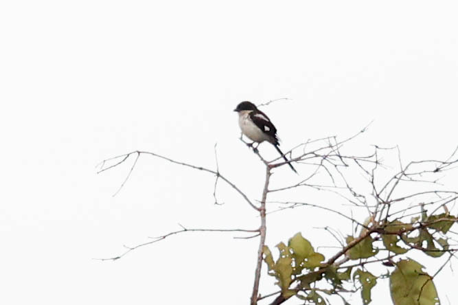 Northern Fiscal (Lanius humeralis)