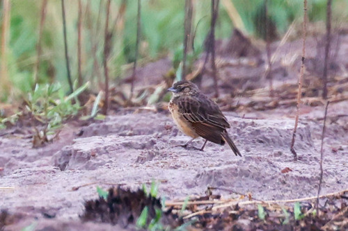 Flappet Lark (Amirafra rufocinnamomea), photo 6