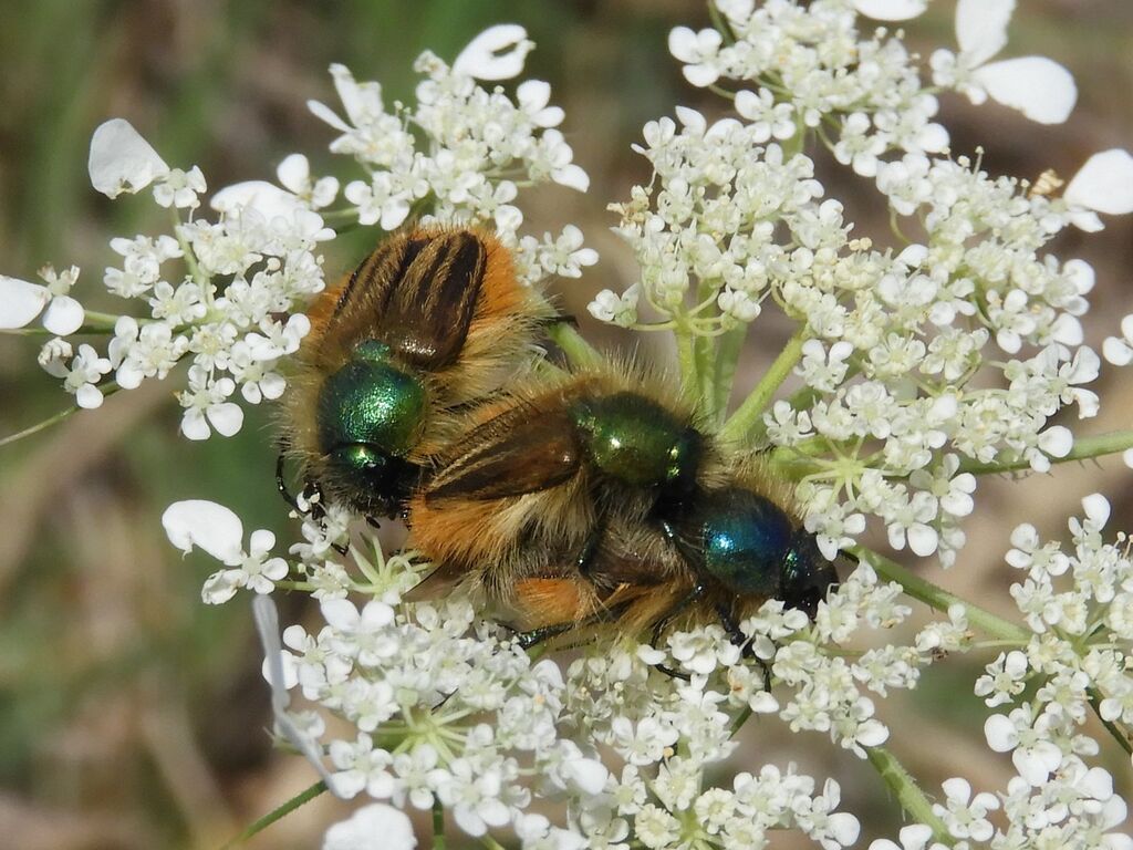 Eulasia jordanica