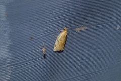 Paramesia gnomana