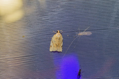 Paramesia gnomana
