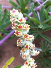Artemisia pycnocephala