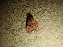 Perigea xanthioides