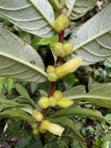Columnea villosissima