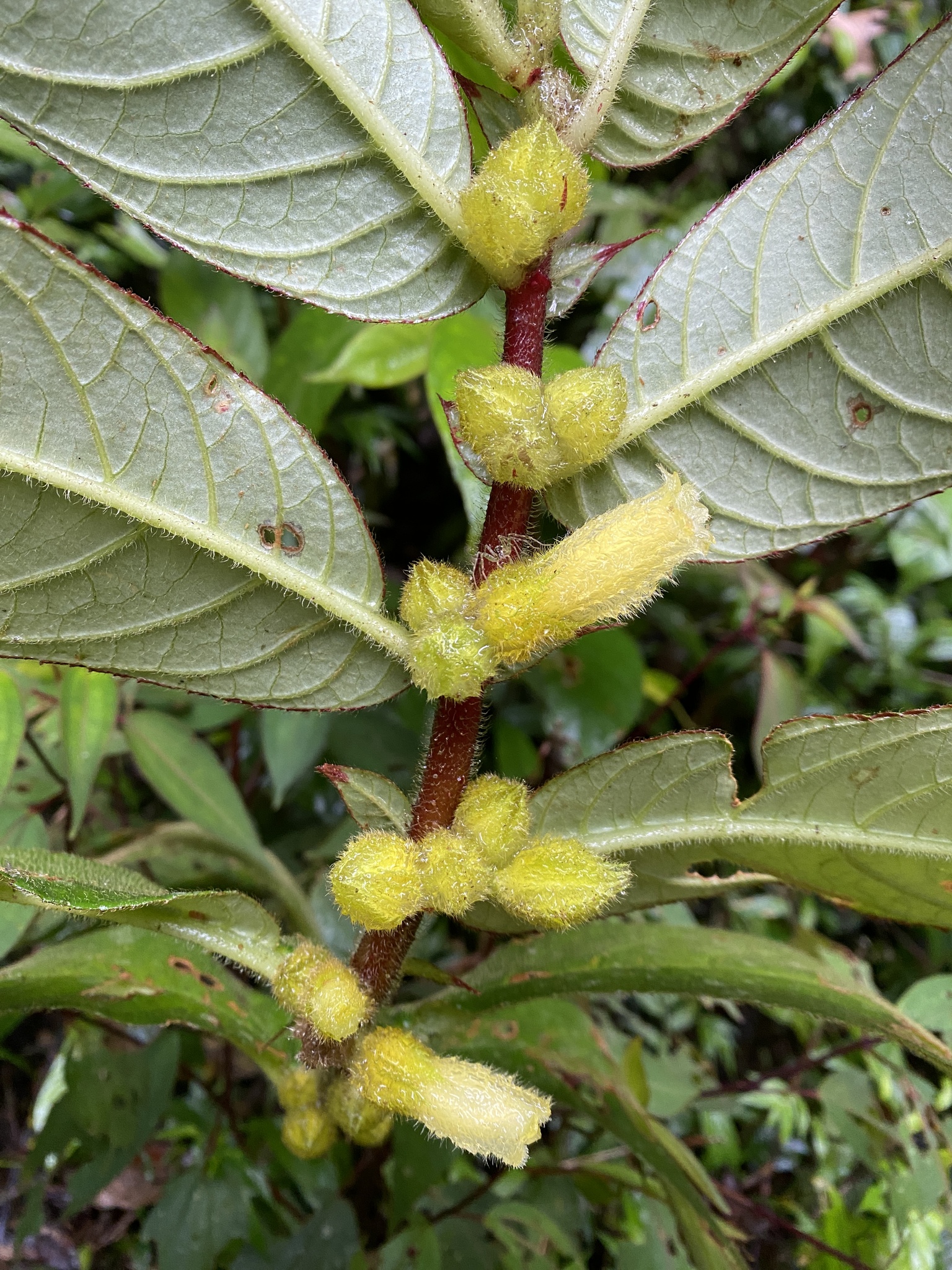 Columnea villosissima