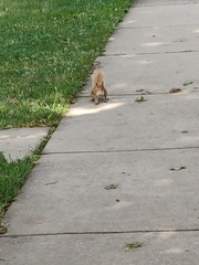 Sciurus carolinensis