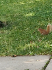 Sciurus carolinensis