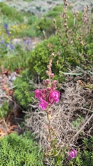 Antirrhinum cirrhigerum