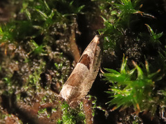 Epinotia ramella