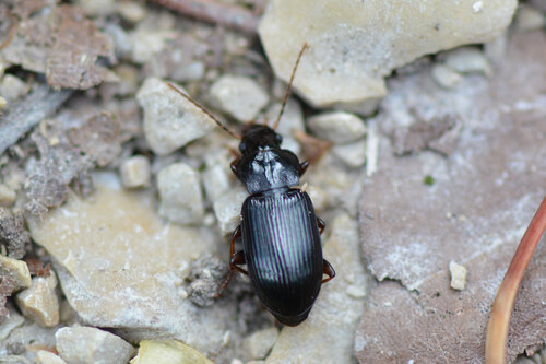 Trichotichnus nitens