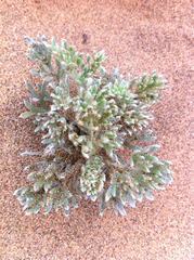 Artemisia pycnocephala