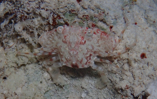 Xiphonectes macrophthalmus observed 2018-07-24
