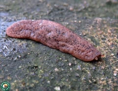 Sarasinula linguaeformis