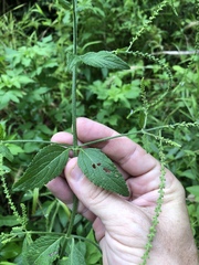 Verbena scabra
