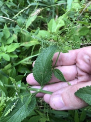 Verbena scabra