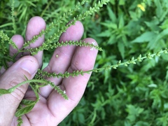 Verbena scabra