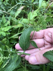 Verbena scabra