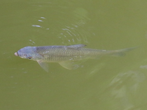 Black prochilodus (Prochilodus nigricans) — Prochilodontidae — 3