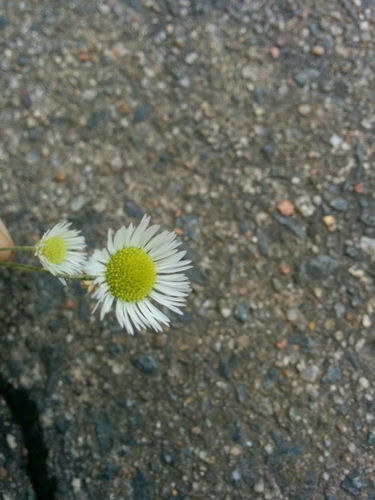 Erigeron glabellus var. glabellus