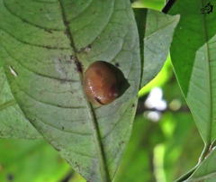 Simpulopsis sulculosa
