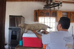 Castor canadensis mexicanus