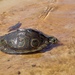 Ringed Map Turtle - Photo (c) Michael Fulbright, some rights reserved (CC BY-NC), uploaded by Michael Fulbright