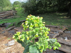 Nicotiana rustica