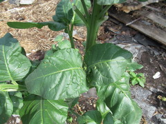 Nicotiana rustica