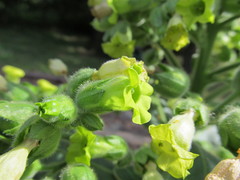 Nicotiana rustica