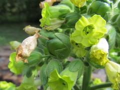 Nicotiana rustica