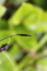 Carex pluriflora