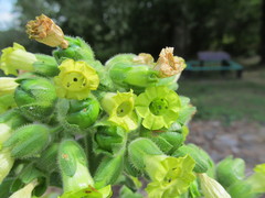 Nicotiana rustica