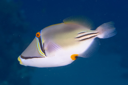 Arabian Picasso Triggerfish — seen at this dive site