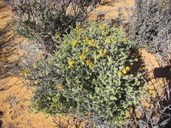 Lasiosiphon deserticola