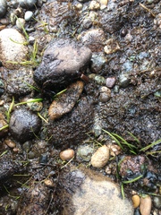 Lilaeopsis occidentalis