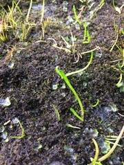 Lilaeopsis occidentalis