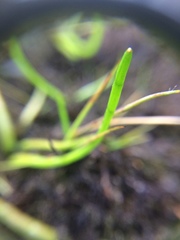 Lilaeopsis occidentalis