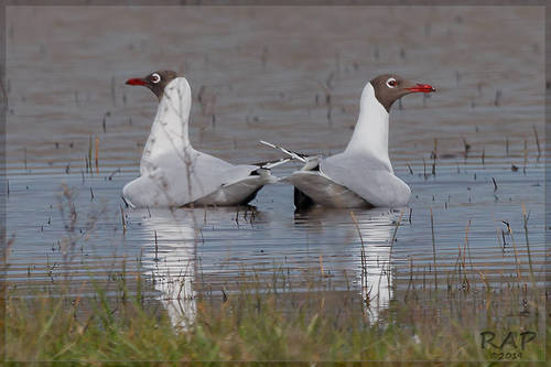 Brown-hooded Gull (Chroicocephalus maculipennis)