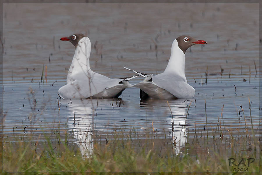 Brown-hooded Gull illustration