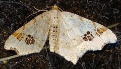 Macaria notata