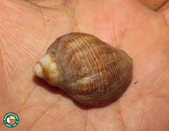 Stramonita brasiliensis